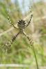 Argiope lobata